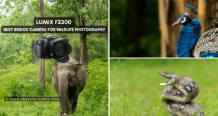 Best Digital Cameras For Wildlife Photography