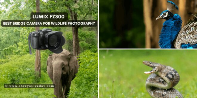 Best Digital Cameras For Wildlife Photography