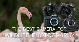 Canon Camera For Wildlife Photography