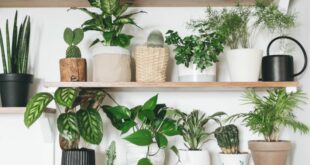 Things To Get Plant Lovers