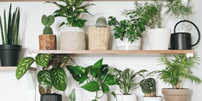 Things To Get Plant Lovers