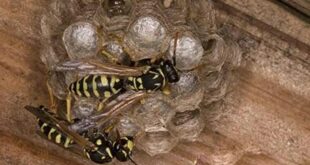Are Hornets And Yellowjackets The Same Thing