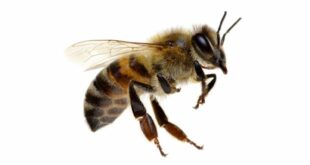 Difference Between Bees And Yellowjackets