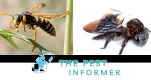 The Difference Between Bees And Wasps